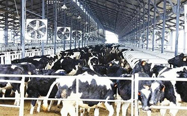 2025生鮮乳保鮮利器：國(guó)內(nèi)優(yōu)質(zhì)牛奶制