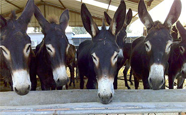 奶牛產(chǎn)后癱的病因分析與治療措施