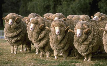 怎么判斷西門塔爾牛是否純種？