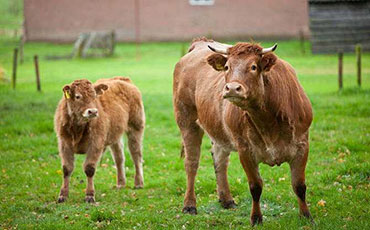 阜陽潁淮食品選擇新東制冷罐，破解豬血保鮮難題