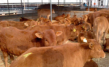 奶牛布魯氏桿菌病簡(jiǎn)介及綜合防治